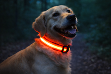 Load image into Gallery viewer, LED Dog Collar USB Rechargeable Nylon Pet Collar for Night Walking Visibility &amp; Safety
